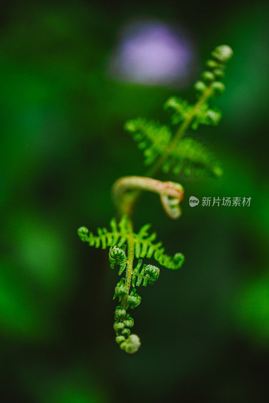 蕨类植物的Macrophotography Shots